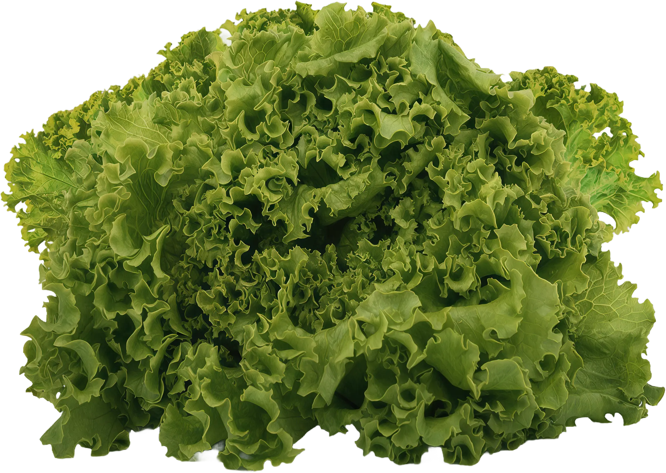 Background Lettuce